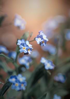 Little blue flowers, macro