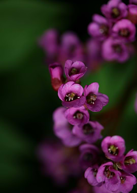 Purple pyrola flower macro