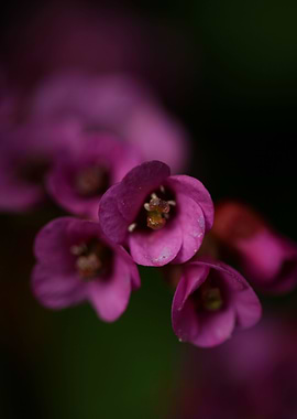 Pyrola flower blossoming