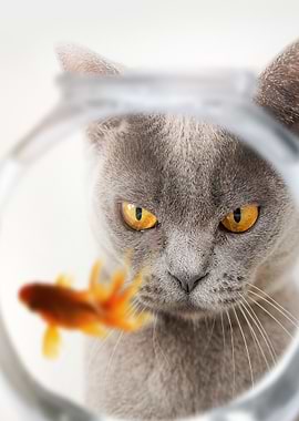 Cat Fish