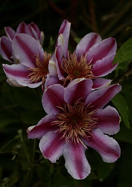 Clematis flower blossoming