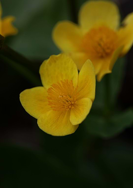 Caltha flower blossoming