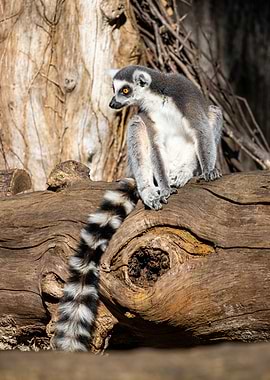 A ringtailed lemur