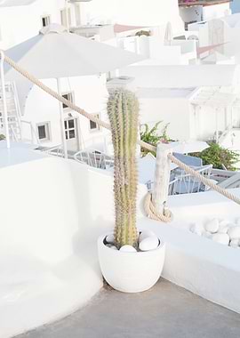 Santorini Cactus Dream 2