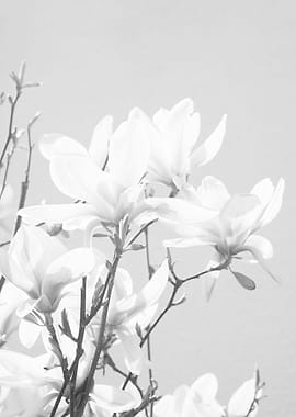 Magnolias Black White 1