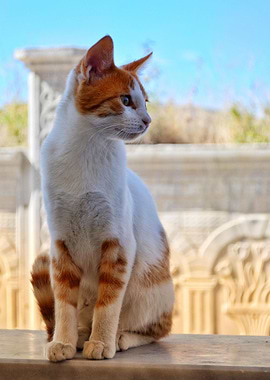 Cat Cats Feline Kitty