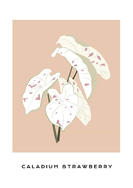 Caladium Strawberry leaf
