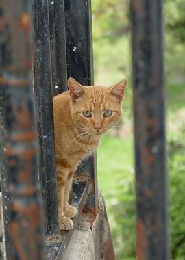 Cat Cats Feline Kitty