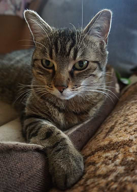 Cat Cats Feline Kitty