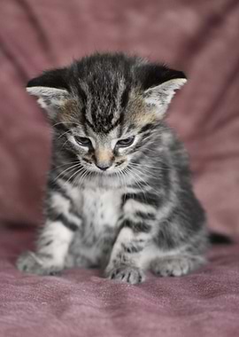 Cat Cats Feline Kitty