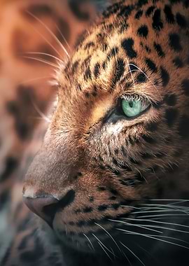 Close Leopard