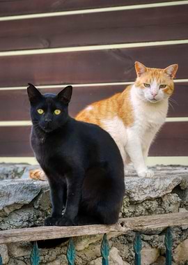 Cat Cats Feline Kitty