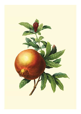 vintage pomegranate
