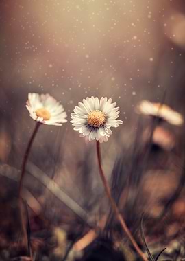 White Daisies in meadow