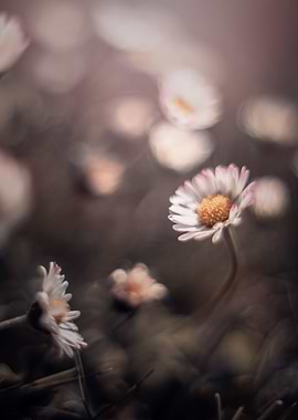 Daisies in the meadow