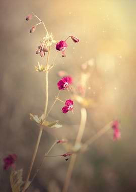 Tales from the May meadow