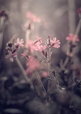 Tales from the May meadow