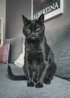 Cat Cats Feline Kitty