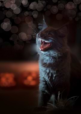 Cat Cats Feline Kitty