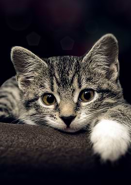 Cat Cats Feline Kitty