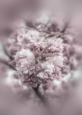 Cherry blossoms in detail