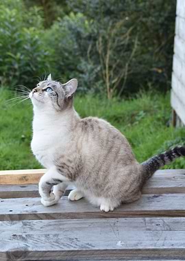 Cat Cats Feline Kitty