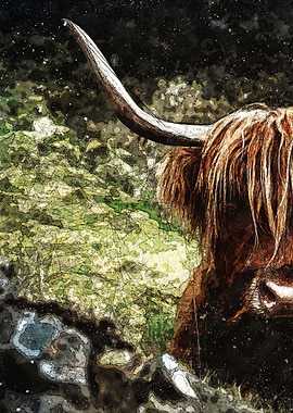 Highland Coo