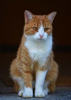 Cat Cats Feline Kitty