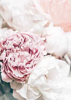 Peonies Blossom