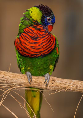 Parrot Grooming