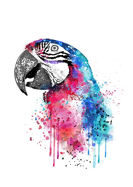 Macaw