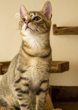 Cat Cats Feline Kitty