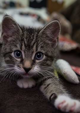 Cat Cats Feline Kitty