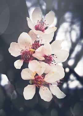 VIntage apple blossom