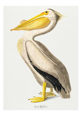 White Pelican vintage