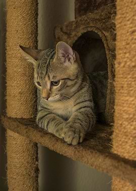 Cat Cats Feline Kitty