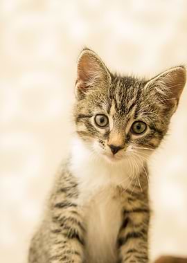 Cat Cats Feline Kitty