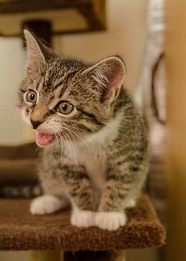 Cat Cats Feline Kitty