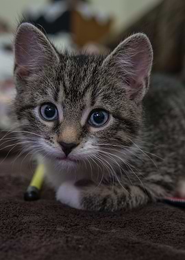 Cat Cats Feline Kitty