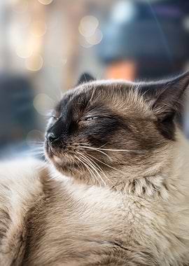 Cat Cats Feline Kitty