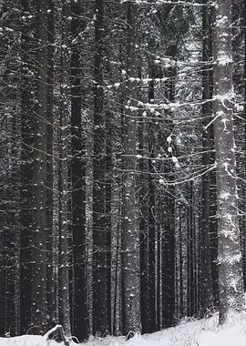 Frozen Forest