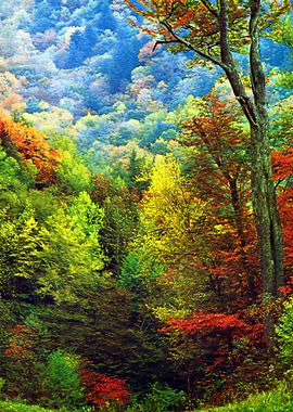Autumn Forest