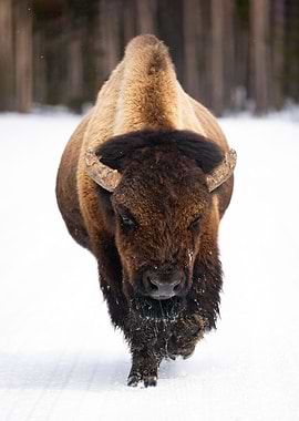 Impressive Bison Bull