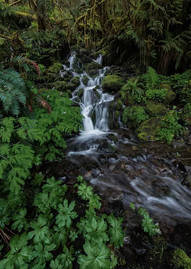 Spring in the rain forest