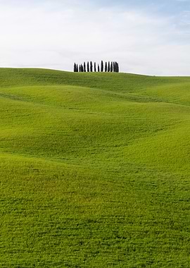 Cypress trees in Tuscany