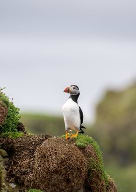 Puffin
