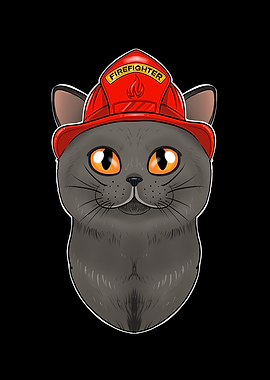 British Shorthair Cat