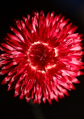 Helichrysum flower macro