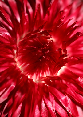 Helichrysum flower closeup