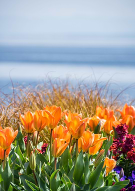 orange tulips